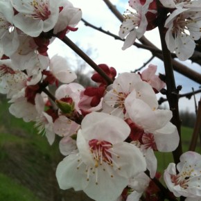 L’Orto dei Giusti: partecipa alla Giornata Mondiale del Pic nic&nbsp;ecologico!